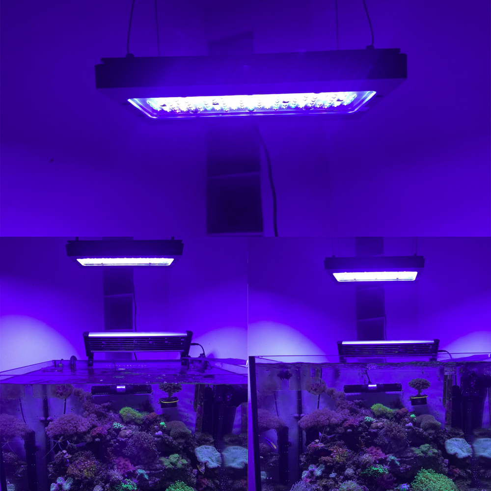 A8se Pro III MAX Niebieskie 24 – Aquarium Blue Marine Reef recenzja i cena